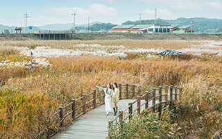 신성리갈대숲